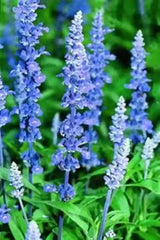 Salvia farinacea ‘Victoria’ 4”pot   for walk in purchase at a Flash Garden .  Not available for Pre-Ordering at this time.  You must be on-site at the Flash Garden to purchase these.