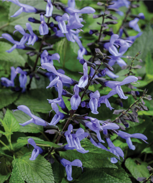 PRE_ORDER -Qt pot size Salvia ‘Rockin Blue Suede Shoes’w/ pre-order discounted price-for customer pick up @ Flash Garden LAKEWAY location late April/early May  Pre-Order deadline is 4/25/24 or when we run out