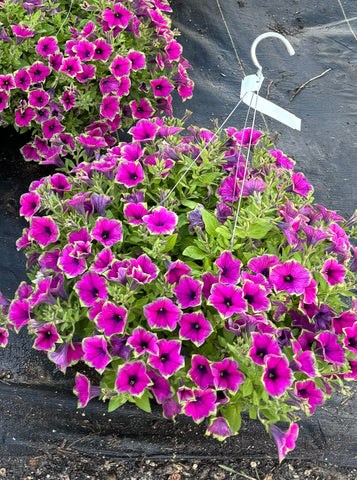 PRE ORDER Petunia Cascadia Pitaya 10”Hanging Basket for pick up at Lakeway Flash Garden 3/22/24, 3/23/24.  Deadline 3/20/24 or when we run out