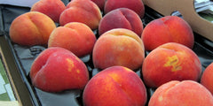 PRE-ORDER  Fresh Texas Peaches 1/4 peck(about 6-8 peaches medium sized 1.75”-2.25” quantity varies with size of peaches)-for customer pick at Flash Garden #6 tentatively set for Saturday 6/1/24 11am-3pm.  Pre-OrderDeadline is 5/29/24 or when we run out