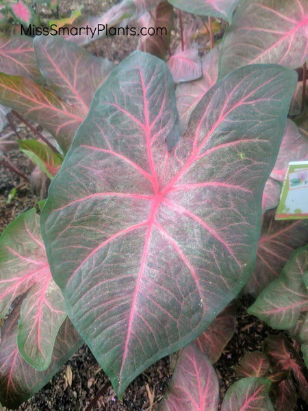 Pre-Order Caladium 4” - for customer pick up at Flash Garden #3 4/27/24 pre-order deadline 4/25/24 or when we run out. Use the Pull Down Menu to choose variety