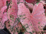 Pre-Order Caladium 4” - for customer pick up at Flash Garden #3 4/27/24 pre-order deadline 4/25/24 or when we run out. Use the Pull Down Menu to choose variety