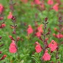 Pre-Order Salvia greggii #1 with Pre-Order Discount Price - for customer pick up at FG#3 4/27/24-4/28/24 Pre-Order Deadline is 4/25 or when we run out. Use the Pull Down Menu NOW to choose color and to see Discounted Prices