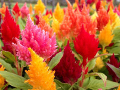 Celosia 4” assorted colors - for walk in purchase at a Flash Garden - NOT available for pre-ordering at this time. You must be onsite - in person at the Flash Garden to purchase these.