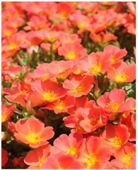 Purslane 4” assorted colors  for walk in purchase at a Flash Garden - NOT available for pre-Ordering at this time - you must be onsite- in person at the Flash Garden to purchase these.