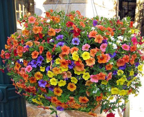 PRE-ORDER Minibells Solid & Mixed Colors 10”(regular size)Hanging basket-w/ pre-order discounted price-for customer pick up @ Flash Garden #3 LAKEWAY 4/27/24(sneak Preview Friday 4/26/24 4-7pm   Pre-Order deadline is 4/25/24 or when we run out