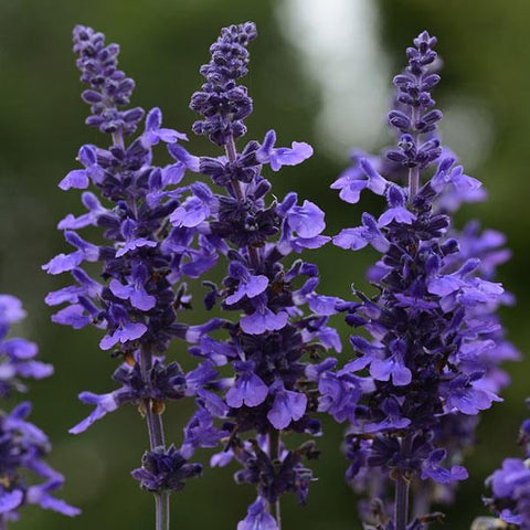 FOR PRE_ORDER - Qt pot size - Salvia ‘Mysty’  - with pre-order discounted price - for customer pick up @ Flash Garden LAKEWAY location Mid-Late April  Pre-Order deadline is 3/30/24 or when we run out (will update pick up times asap)
