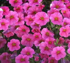 Calibrachoa  4” MiniBells aka MillionBells Various Colors  for walk in purchase only - at our LAKEWAY Flash Garden