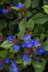 Ceratostigma 4”pot Dark Dark Blue (aka DWARF Plumbago) Leadwort-Low growing Rock Garden Plant. For walk in Purchase only.  Not available for Pre-Ordering at this time.  You must be on-site, in person at a Flash Garden to purchase these.