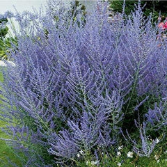 Perovskia   Russian Sage  #1 for customer pick up at aFlash Garden - NOT available for pre-ordering at this time- you must be onsite- in person- at the Flash Garden to purchase these