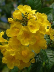 COLLEGE  STATION Esperanza Gold Star #7 Yellow Bells  for walk in purchase only at out COLLEGE  STATION  Flash Garden  Not available for pre-ordering