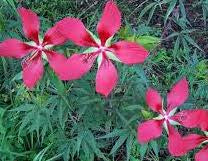 DRIFTWOOD Texas Star Hibiscus #1 pot - Hibiscus coccineus for Customer Pick Up at our DRIFTWOOD Flash Garden