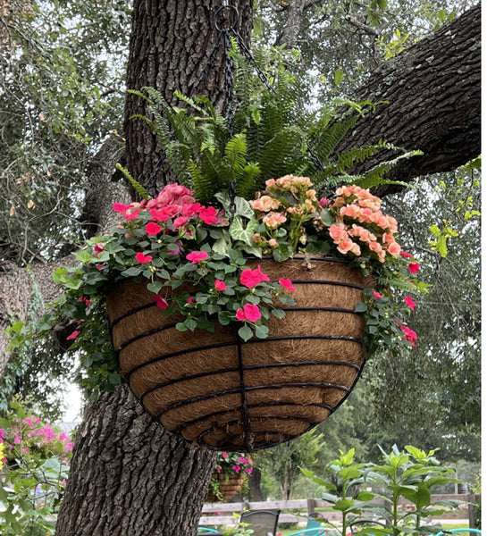 Pre-Order - Premium Planted 24" SHADY Heavy Duty Hanging Basket for pick up at Flash Garden #4 5/18/24 11am-3pm.  Lakeway Pre-Order Deadline 5/15/24 or when we run out