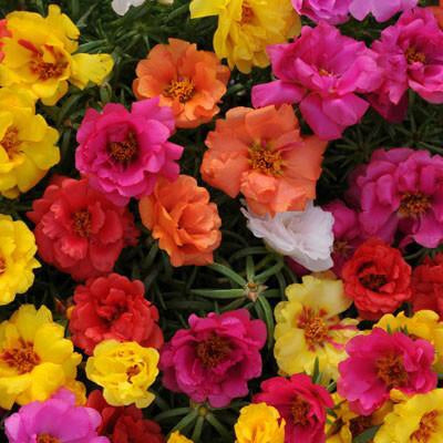 Portulaca grandiflora 4” Moss Rose assorted colors  for walk in purchase at a Flash Garden - NOT available for pre-Ordering at this time - you must be onsite- in person at the Flash Garden to purchase these.