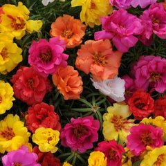 DRIFTWOOD  Happy Hour Mix 4” Portulaca grandiflora  for walk in purchase at our DRIFTWOOD Flash Garden