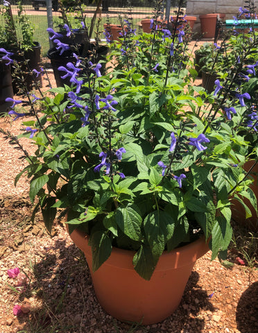 PRE-ORDER -Salvia ‘Rockin Blue Suede Shoes’ 14”plastic Terracotta Decorative Pot-Party Ready! w/ pre-order discounted price-for customer pickup @ Flash Garden LAKEWAY location Mid-Late April Pre-Order deadline is 3/30/24 or when we run out- limited #s