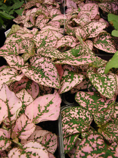 Pre-Order Hypoestes 4”pot aka Splash aka Polka Dot Plant   - with Pre-Order Discounted Price - for Customer Pick Up at our LAKEWAY Flash Garden Saturday 4/27/24 11-4 & 4/28/24 Noon-3. Pre-Order Deadline 4/25/24 or when we run out.