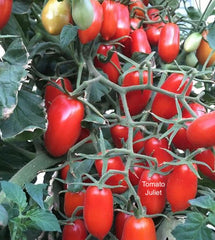 LAKEWAY  Tomato Plant 4” Juliet  for walk in purchase only at our LAKEWAY Flash Garden    Not available for Pre-Ordering