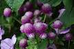 Gomphrena  4”pot  Buddy Purple  for walk in purchase only  at our LAKEWAY  Flash Garden  Not available for pre-ordering at this time. You must be onsite- in person- at the Flash Garden to purchase these