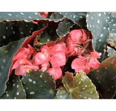 Angelwing Begonia  10” Hanging Basket Assorted Varieties for walk in purchase at a Flash Garden