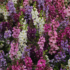 Angelonia 4” assorted colors  for walk in purchase only  at a Flash Garden  Not available for pre-ordering at this time - you must be onsite- in person- at the Flash Garden to purchase these