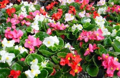 Classic Wax Begonia 4”pot assorted colors for walk in purchase at a Flash Garden