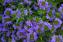Blue Scaevola 4” (Blue Fan Flower) Blue Handflower for walk in purchase only at a Flash Garden - NOT available for pre-ordering at this time - you must be onsite- in person- at the Flash Garden to purchase these