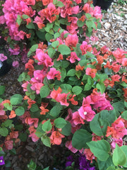 Bougainvillea #1  Assorted colors for walk in purchase at a Flash Garden  PRE-ORDER NEXT TIME FOR DISCOUNTED PRICING