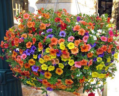 Calibrachoa - Minibells/Millionbells 10"Hanging Basket Assorted Colors for walk in purchase at a Flash Garden