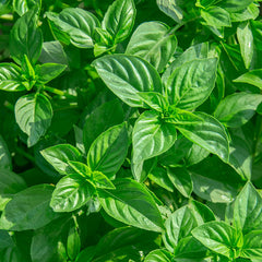 Basil Plant 4” assorted - for walk in purchase at a Flash Garden- NOT available for pre-ordering at this time- you must be onsite- in person- at the flash Garden to purchase these