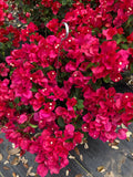 PRE-ORDER NOW!Bougainvillea 10”HangingBasket- PO Discounted Price-for pick up @ Flash Garden #3 LAKEWAY 4/27/24(sneak Preview Friday 4/26/24 4-7pm)   Pre-Order deadline is 4/25/24 or when we run out USE PULL DOWN MENUS TO CHOOSE COLOR