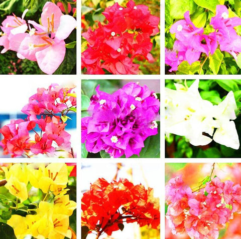 PRE-ORDER NOW!Bougainvillea 10”HangingBasket- PO Discounted Price-for customer pickup @ Flash Garden LAKEWAY location 4/5/24-4/7/24 (pre-order deadline 3/30/24 or when we run out). USE PULL DOWN MENUS TO CHOOSE COLOR