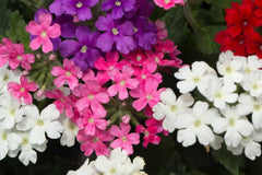 Verbena 4”  Assorted  for walk in purchase only at a Flash Garden NOT available for Pre-Ordering at this time- you must be onsite - in person- at the Flash Garden to purchase these