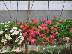 Cascading Cora Vinca/Periwinkle 10”Hanging Basket - Trailing - for walk in purchase only - at a Flash Garden - NOT available for pre-ordering at this time - you must be onsite- in person- at the Flash Garden to purchase these