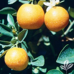 Calamondin Tree 5g  for walk in purchase only at a Flash Garden  Not available for Pre-Ordering at this time. You must be onsite, in person at a Flash Garden to purchase these.