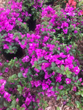 Bougainvillea #1  Assorted colors for walk in purchase at a Flash Garden  not available for pre-ordering at this time , you must be on site, in person at the Flash garden to purchase these