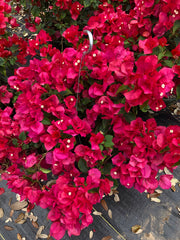 Bougainvillea 10" Hanging Basket Assorted Colors for walk in purchase at a Flash Garden  PRE-ORDER NEXT TIME FOR DISCOUNTED PRICING
