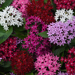 Pentas 4” assorted colors for walk in purchase only at a Flash Garden - NOT available for pre-ordering at this time - you must be onsite- in person- at the Flash Garden to purchase these