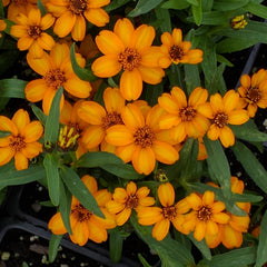 Zinnia linearis  4”  Crystal Orange Classic Zinnia  for WALK-IN purchase ONLY at a Flash Garden  NOT AVAILABLE FOR PRE-ORDERING AT THIS TIME - you must be onsite - in person- to purchase these
