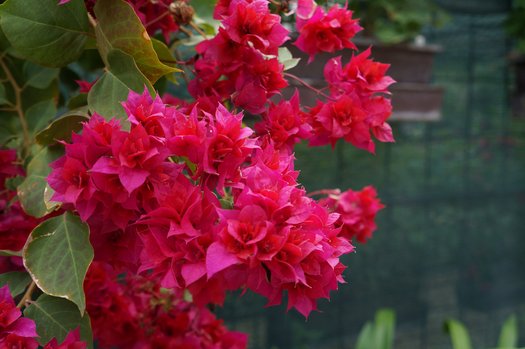 PRE-ORDER NOW!Bougainvillea 10”HangingBasket- PO Discounted Price-for pick up @ Flash Garden #3 LAKEWAY 4/27/24(sneak Preview Friday 4/26/24 4-7pm)   Pre-Order deadline is 4/25/24 or when we run out USE PULL DOWN MENUS TO CHOOSE COLOR