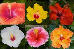 Tropical Hibiscus 6” Assorted colors for walk in purchase only -  at a Flash Garden - NOT available for pre-ordering at this time - you must be onsite- in person- at the Flash Garden to purchase these