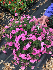 LAKEWAY  Supertunia 10" Hanging Basket Assorted Colors for walk in purchase only  at our LAKEWAY Flash Garden  NOT AVAILABLE FOR PRE-ORDERING