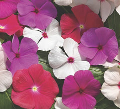 Upright Cora Vinca 4” assorted colors Periwinkle  Catharanthus XDR   for walk in purchase only at a Flash Garden NOT available for pre-ordering at this time - you must be onsite- in person- at the Flash Garden to purchase these