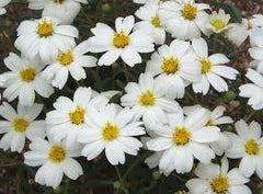 Blackfoot Daisy #1 - Melampodium leucanthum  For walk in purchase only, at our LAKEWAY  Flash Garden not available for Pre-Ordering at this time. You must be onsite at the Flash Garden to purchase these.