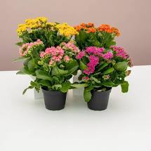 Calandiva Double Bloom Kalanchoe  4FR   Assorted Colors Florist Quality  for walk in purchase at a Flash Garden