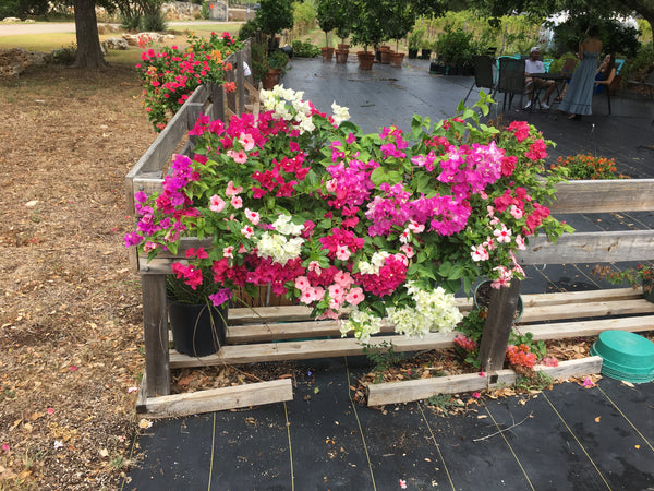 PRE-ORDER   Premium Planted 44" Heavy Duty Hayrack - for customer pick up @ College Station Friday 9/22/23 ,  @ Lakeway Saturday  9/23/20 10:30am-12:30pm or  @ Driftwood Sunday  9/24/23   3-5pm    Very limited numbers - only 5 available.