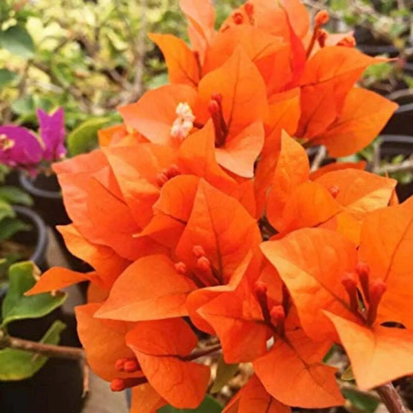 RESERVE Yours preorder(discount) Now .  Bougainvillea Classic 10”Hanging basket-Limited Numbers - for customer pick up Early/Mid Spring 2025 - they dont like cool temps. we will update specific dates soon