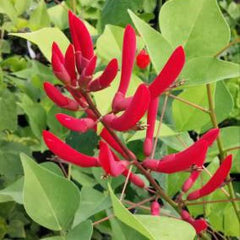 JCCC WALK IN PURCHASE Erythrina #5pot ‘Coral Bean’ not available for pre-orders. You must be onsite at a Flash Garden to purchase these