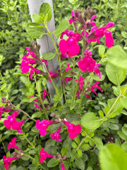 BCS -  WALK IN PURCHASE  - Salvia greggii  #1 Boysenberry (new color) for walk in purchase only at Flash Garden @ Bryan/College Station - you have to be on-site at the flash garden in Johnson City TX  to purchase these