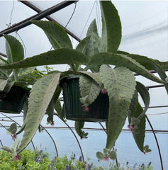 LAKEWAY WALK IN PURCHASING Donkey Ears 10”hanging basket  not available for Pre-Ordering nor shipping at this time , you must be on site at a Flash Garden to purchase these